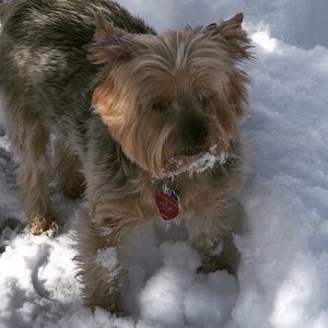 Meet your Posher, Joy